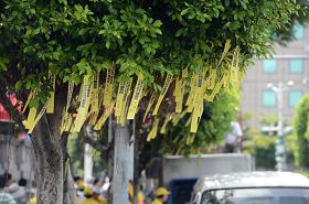 凱達格蘭大道上掛滿黃絲帶，呼籲台灣政府緊急營救鍾鼎邦。