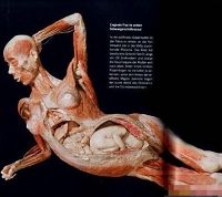 哈根斯人體展上的中國母嬰標本