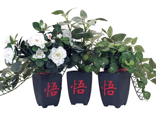 圖：海蓮診所裏的三個花盆，三個「悟」