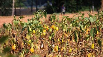 2014年7月30日，河南周口市乾枯的茄苗（網絡圖片）