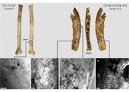 十二萬年前用動物骨骼製造的製衣工具