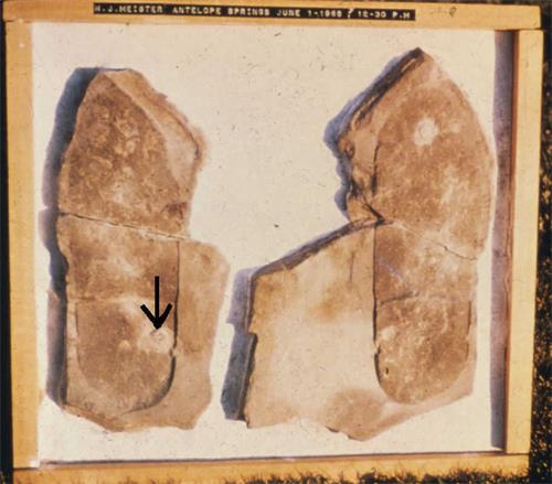'圖1：三葉蟲鞋印化石'