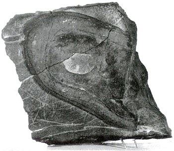 '圖6：內華達鞋印化石'