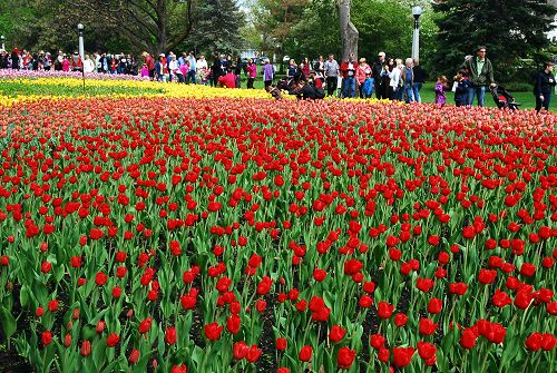 渥太華第六十一屆鬱金香節吸引了大量遊客