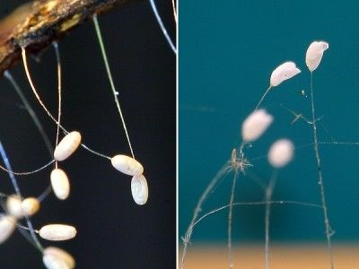 左為假婆羅花（蟲卵）,外觀呈橢圓形狀和有殼質感。右為真婆羅花。