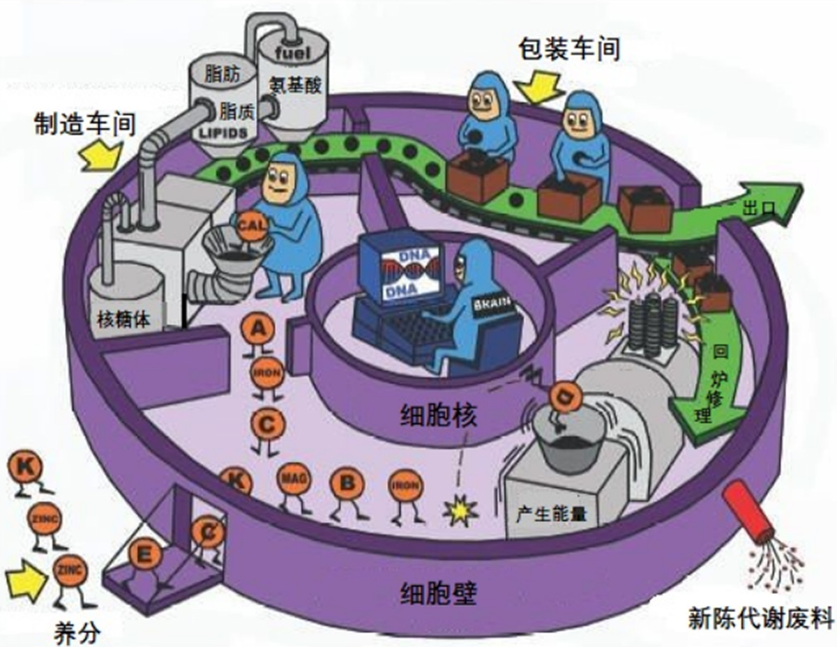 圖3：細胞工廠運行示意圖