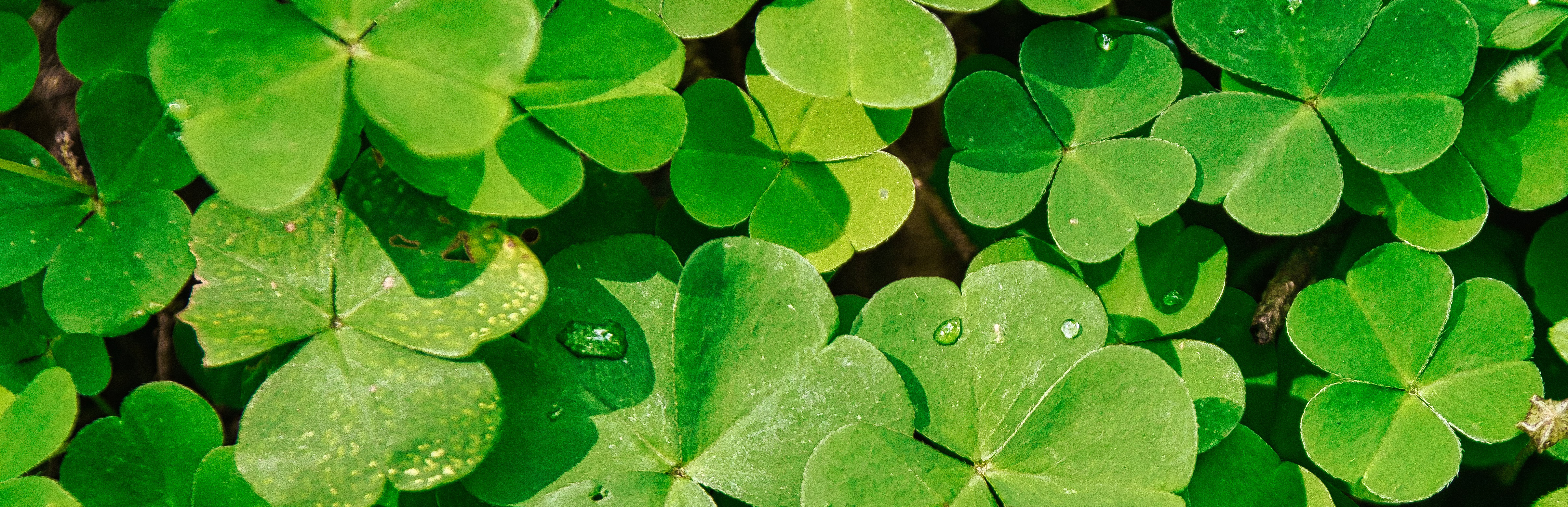作為愛爾蘭聖派翠克日標誌的綠色三葉草